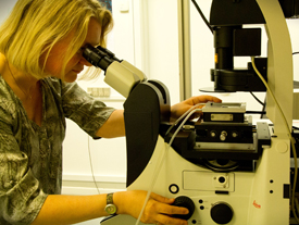 Blodårevævet undersøges ved hjælp af fasekontrast-mikroskopi