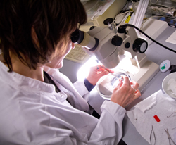 Rima Budvytyte kigger gennem mikroskop for at forberede en nerve