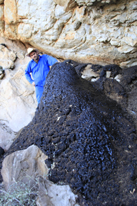 rock hyrax middens