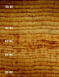 Layers of American pine trees