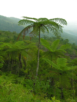 Typical forest in New Zealand and Australia