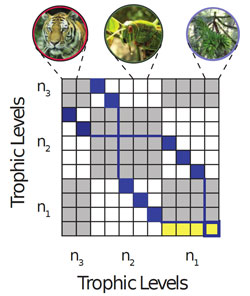 Interaction matrix between species