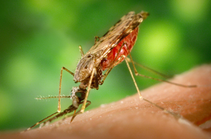 A malaria mosquito