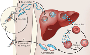 Illustration of the basic features of the Plasmodium life cycle
