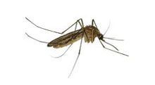 Mosquito