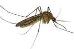 An important step towards new malaria medicine