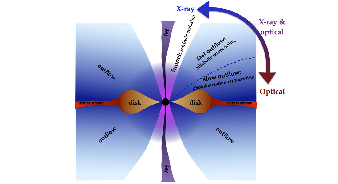 In the figure we see a cross section of what happens when the material from the disrupted star is devoured by the black hole. In the figure we see a cross section of what happens when the material from the disrupted star is devoured by the black hole.