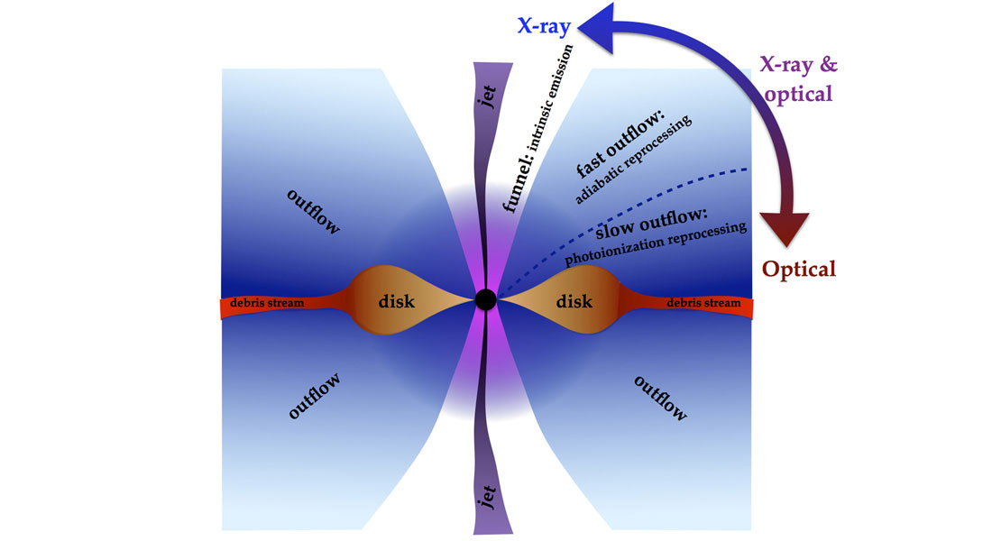 In the figure we see a cross section of what happens when the material from the disrupted star is devoured by the black hole.