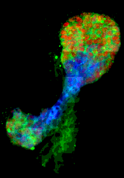 Visualisering af stamceller