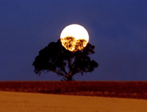 Fuldmåne bag træ