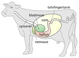 Oversigt over koens tarmsystem