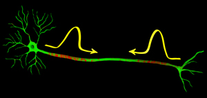 Two nerve signal passing each other