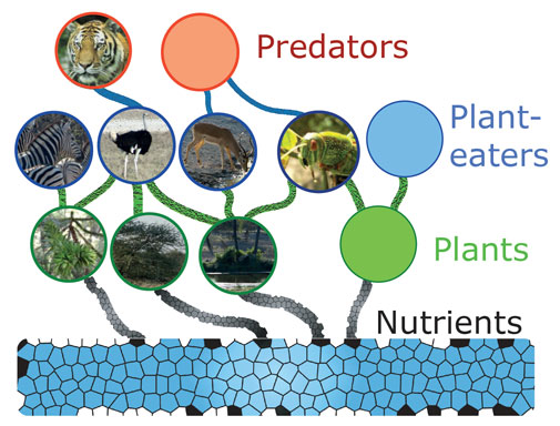 Diagram of food chain