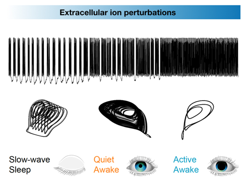 Extracellular io pertubations