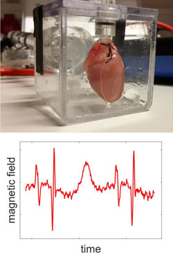 Guinea pig heart and magnetic field from the hearth over time