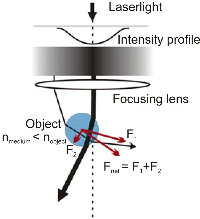 Princippet i en optisk pincet
