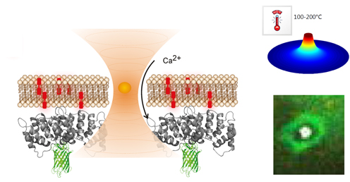 Figure of optically trapped gold nanoparticle