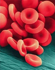 Røde blodlegemer