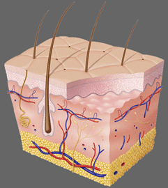 illustration af Epidermis