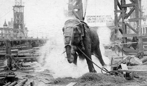 Henrettelse af elefant med vekselstrøm